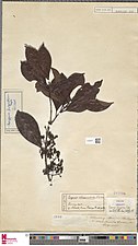 Herbier du Naturalis