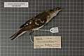 Naturalis Biodiversity Center - RMNH.AVES.126277 1 - Ixonotus guttatus guttatus Verreaux, 1851 - Pycnonotidae - bird skin specimen.jpeg