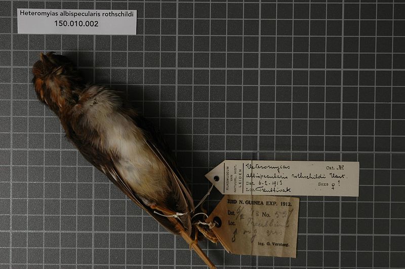 File:Naturalis Biodiversity Center - RMNH.AVES.135193 1 - Heteromyias albispecularis rothschildi Hartert, 1930 - Eopsaltriidae - bird skin specimen.jpeg