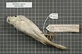 Naturalis Biodiversity Center - RMNH.AVES.136546 1 - Metabolus rugensis (Hombron & Jacquinot, 1841) - Monarchidae - bird skin specimen.jpeg