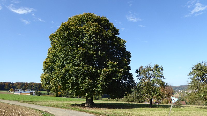 File:Naturdenkmal Baumgruppe (4 Winterlinden, 5 Linden, 1 Stieleiche) P1180736 Lonetal.jpg