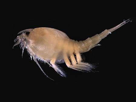 Phyllocarida