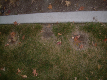 Grass blight caused by Curvularia geniculata Necrotic ring spot.png