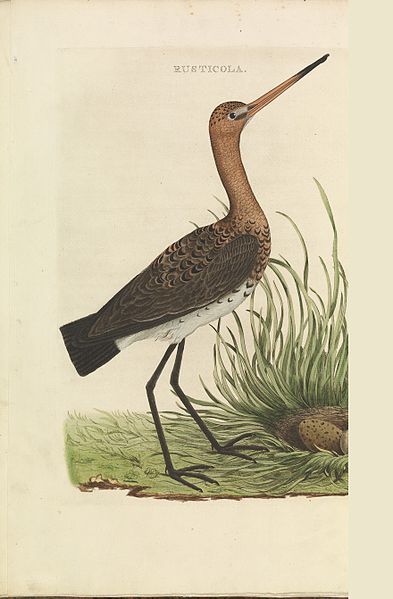 File:Nederlandsche vogelen (KB) - Limosa limosa (052b).jpg