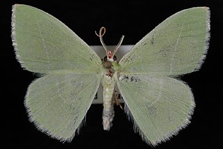 <i>Nemoria unitaria</i> Species of moth