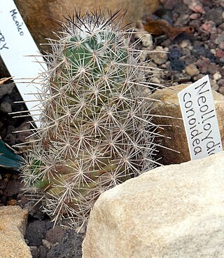 <i>Cochemiea conoidea</i> Species of cactus