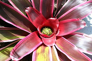 <i>Neoregelia</i> Genus of flowering plants