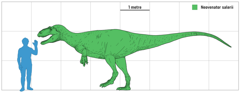 File:Neovenator Scale.png