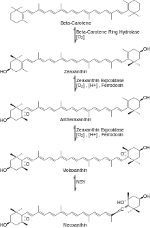 Figure 3: Neoxanthin synthesis Neoxanthin Synthesis.svg