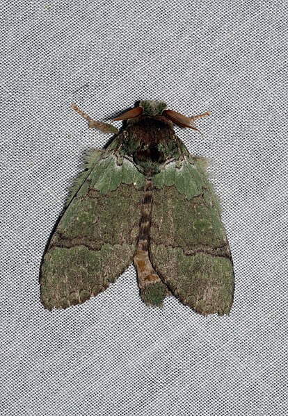 File:Netria multispinae, male (Notodontidae- Dicranurinae) (4183522204).jpg