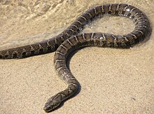 NorthernWaterSnake23.jpg