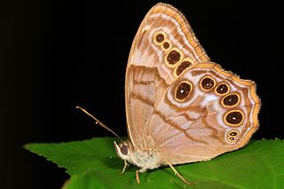 <i>Lethe anthedon</i> Species of butterfly