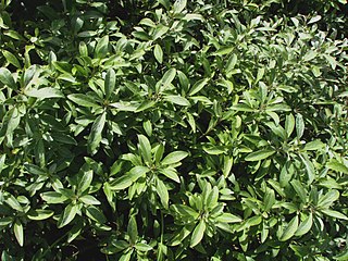 <i>Nototrichium divaricatum</i> Species of shrub
