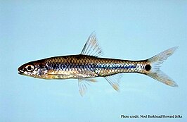 Notropis maculatus