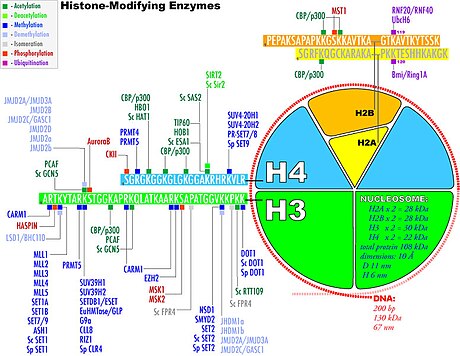 組蛋白修飾酶