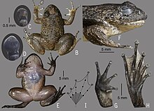 Figure showing different aspects of the species' morphology Nyctibatrachus radcliffei (cropped).jpg