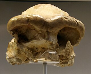 <span class="mw-page-title-main">Olduvai Hominid 9</span> Hominin fossil