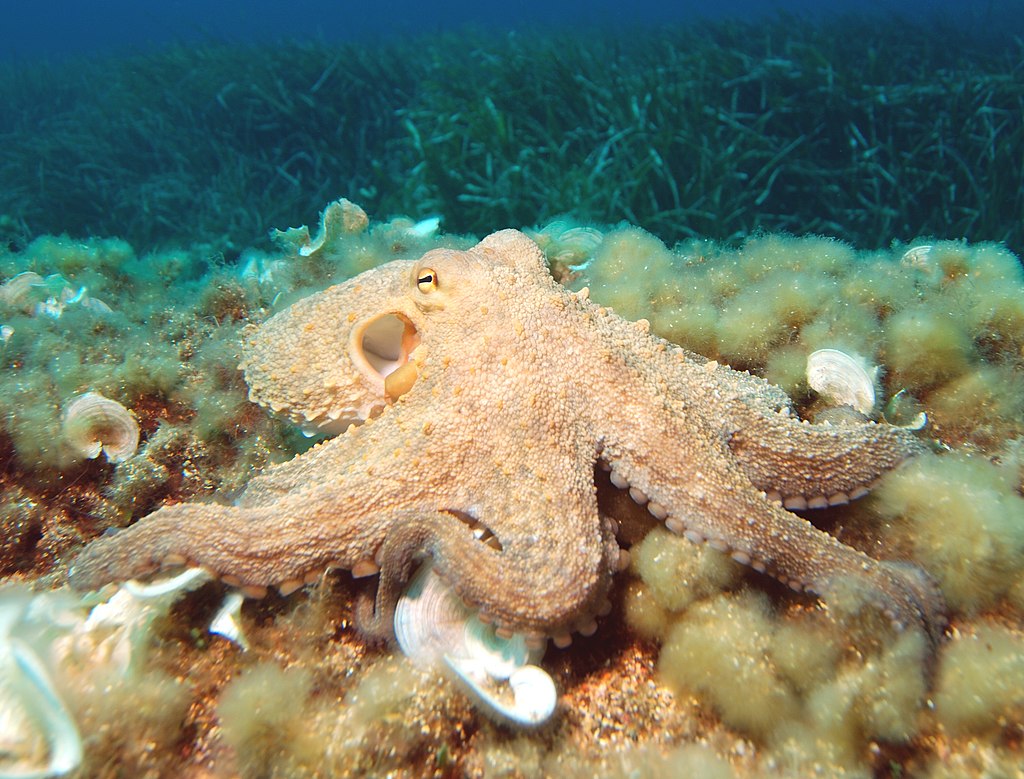Common octopus on seabed