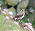 Subadult male, Shetland, Scotland