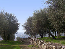 Olivi in Valpolicella, sono molto frequenti nelle colline