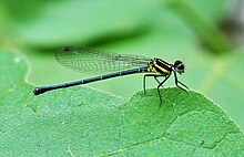 Onychargia atrocyana, Burdvan, G'arbiy Bengal, Hindiston 13 09 2012.jpg