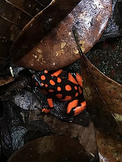 Oophaga solanensis 126735190.jpg