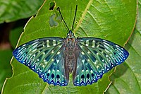 Open wing Basking of Dichorragia nesimachus (Doyère, 1840) – Constable (Male) WLB IMG 3082.jpg