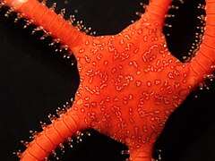 File:Ophiarachnella snelliusi.jpg (Category:Echinoderms of New Caledonia)