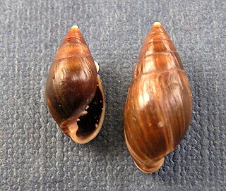 <i>Ophicardelus</i> genus of molluscs