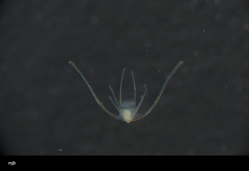 File:Ophiuroidea (USNM 1450565) 003.jpeg