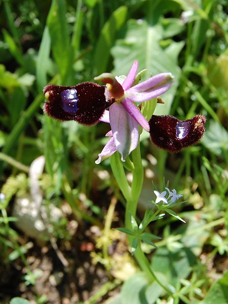 File:Ophrys bertolonii Ficuzza 0020.JPG