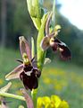 Ophrys × pietzschii Germany - Tauberland