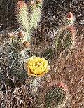 Miniatura per Opuntia polyacantha