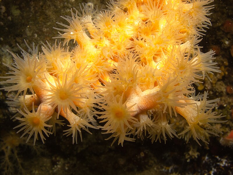 File:Orange Gorgonian, Adelogorgia phyllosclera.jpg