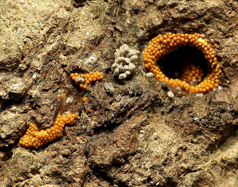 File:Orange Slime Mould (31418329880).jpg