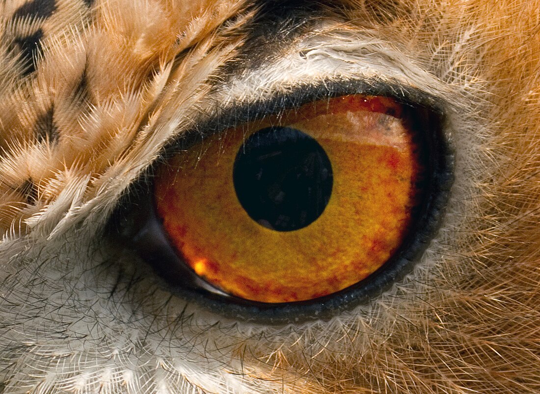 Owl's eye appearance