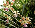 Encyclia advena