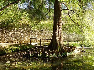 Pond and city wall. Orto Botanico Comunale di Lucca - pond and city wall.JPG