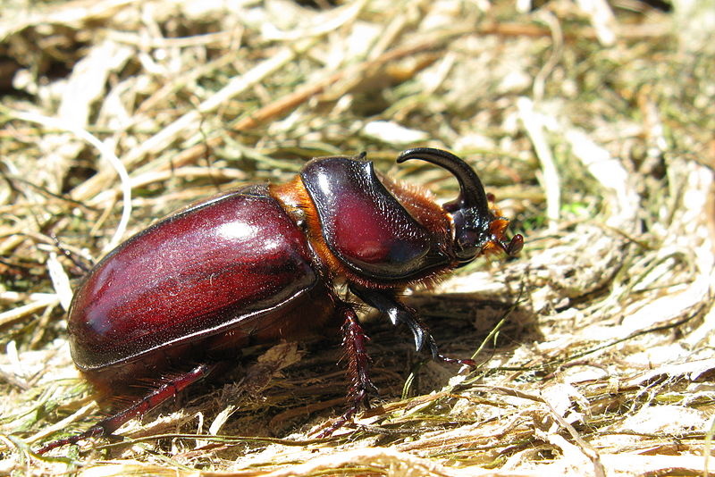 File:Oryctes boas male lateral aspect IMG 0691s.JPG