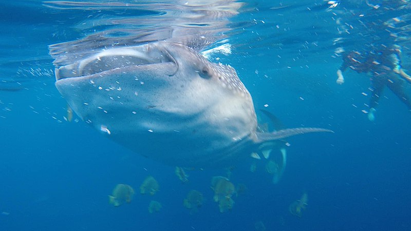 File:Oslob Whale shark.jpg