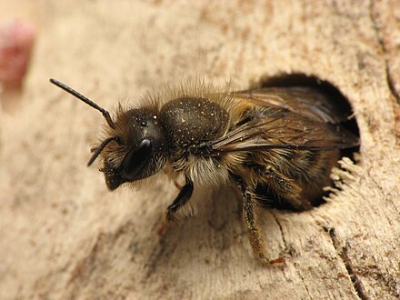 Каменные пчелы. Osmia Cornifrons. Осмия пчела. Мегахилиды пчелы. Осмия копьеусая.