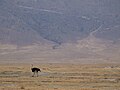 Ostrich Ngorongoro 01.jpg