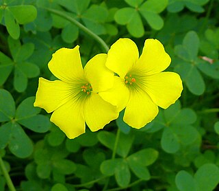 <i>Oxalis pes-caprae</i> Species of flowering plant in the wood sorrel family