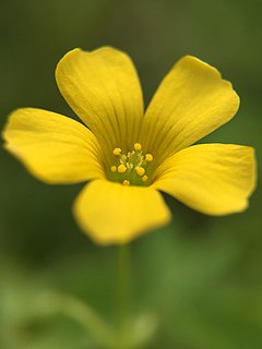 <i>Oxalis corniculata</i> Species of flowering plant