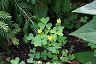 Oxalis stricta flowers and foliage 002.JPG