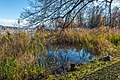 * Nomination Phragmites australis by the shoreline of the Wörther See on Hans-Pruscha-Weg, Pörtschach, Carinthia, Austria -- Johann Jaritz 04:10, 2 December 2023 (UTC) * Promotion  Support Good quality.--Agnes Monkelbaan 05:23, 2 December 2023 (UTC)