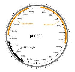 Diagram of a commonly used cloning plasmid; pBR322. It's a circular piece of DNA 4361 bases long. Two antibiotic resistance genes are present, conferring resistance to ampicillin and tetracycline, and an origin of replication that the host uses to replicate the DNA. PBR322.jpg