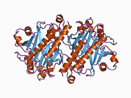 Asparagine synthetase