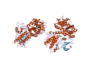 1p5e: ساختار فسفو-CDK2/سیکلین A در کمپلکس با مهارکننده 4،5،6،7-تترابروم بنزوتریازول (TBS)