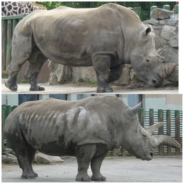 File:PLoSONE-SouthernWhiteRhino-DanZamba.png